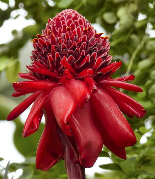 Etlingera Elatior Também Conhecido Como Gengibre Tocha Flor Gengibre Lírio — Fotografia de Stock