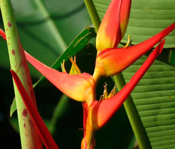 Kwiat Heliconia Rozkwicie Ten Tropikalny Roślin Zielnych Jest Częścią Rodziny — Zdjęcie stockowe