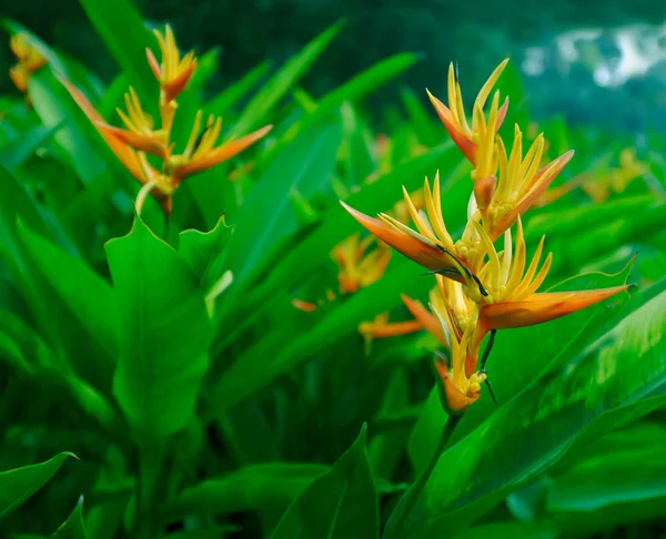 Heliconia Fleur Fleur Cette Plante Herbacée Tropicale Fait Partie Famille — Photo