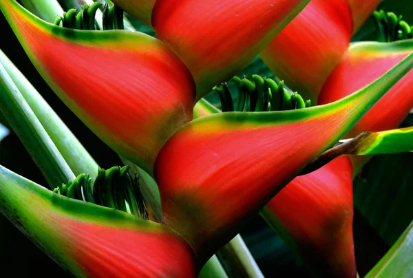 Bunga Heliconia Sedang Mekar Tanaman Herba Tropis Ini Merupakan Bagian — Stok Foto