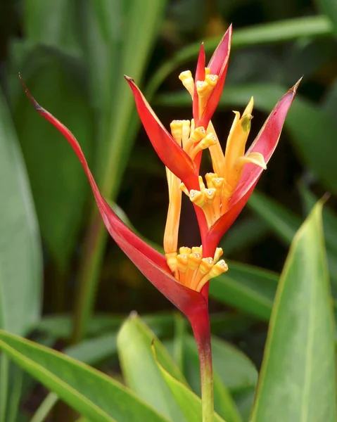 Bunga Heliconia Sedang Mekar Tanaman Herba Tropis Ini Merupakan Bagian — Stok Foto