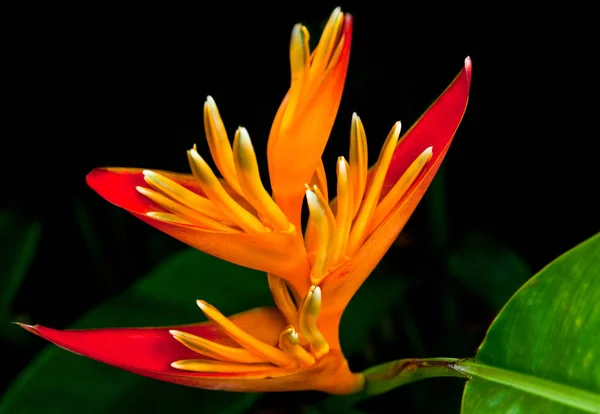 Flor Helicônia Flor Esta Planta Herbácea Tropical Faz Parte Família — Fotografia de Stock