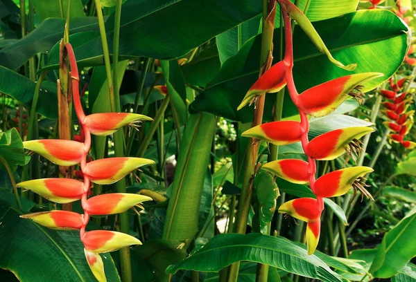 Kwiat Heliconia Rozkwicie Ten Tropikalny Roślin Zielnych Jest Częścią Rodziny — Zdjęcie stockowe