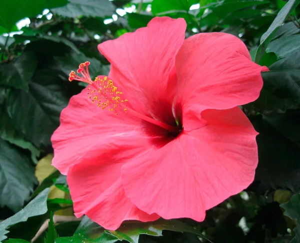 Hibiskusblume Voller Blüte Aus Nächster Nähe — Stockfoto