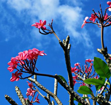 Plumeria olarak da bilinen frangipani cicekler. Renklerin çeşitli gelir çiçekler. Bir cins tropikal ve subtropikal Amerika'ya yerli. Dünyanın bütün tropikal bölgelerde için yaymak