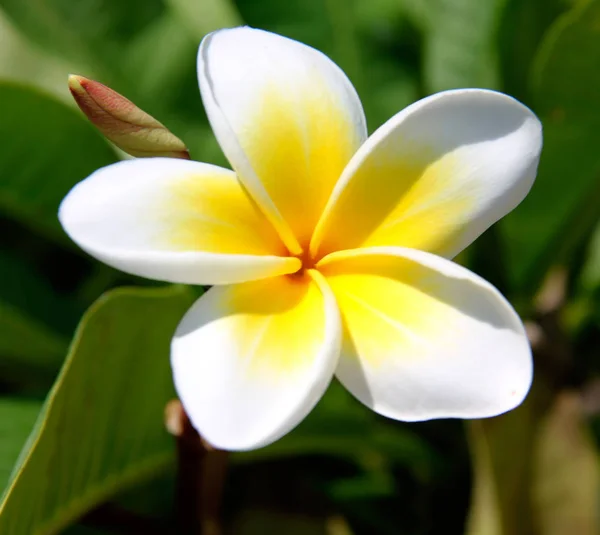 普卢梅利亚也被称为花开花 各种颜色的花 原产于热带和亚热带美洲的属 传播到世界上所有的热带地区 — 图库照片