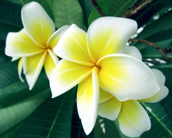 プルメリアとも呼ばれるフランジパニの花満開 さまざまな色の花 属は熱帯および亜熱帯アメリカ原産 世界の熱帯各地に広がる — ストック写真