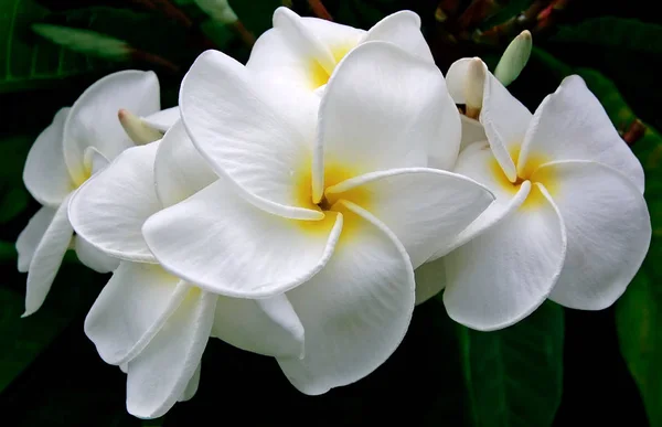 プルメリアとも呼ばれるフランジパニの花満開 さまざまな色の花 属は熱帯および亜熱帯アメリカ原産 世界の熱帯各地に広がる — ストック写真