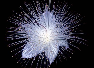 Barringtonia balık zehirli ağaç, putat veya deniz zehirli ağaç çiçek olarak da bilinir. Barringtonia Hindistan, Afrika, Asya, Melanesia ve Batı Hint Adaları kıyı bölgelerde yaygın bir ağaçtır