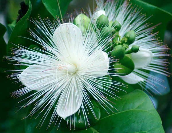 サガリバナの花魚毒ツリー Putat 海毒の木としても知られています サガリバナはインド アフリカ アジア メラネシア 西インド諸島の沿岸地域で広範なツリー — ストック写真