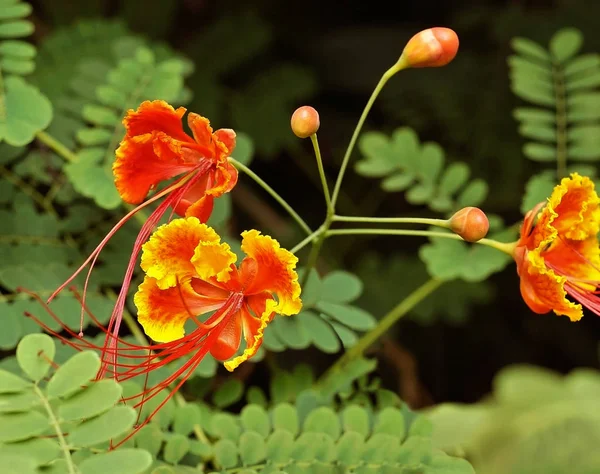 Caesalpinia Bekannt Als Pfauenblume Barbados Blumenzaun Blumenzaun Jambol Merak Cana — Stockfoto