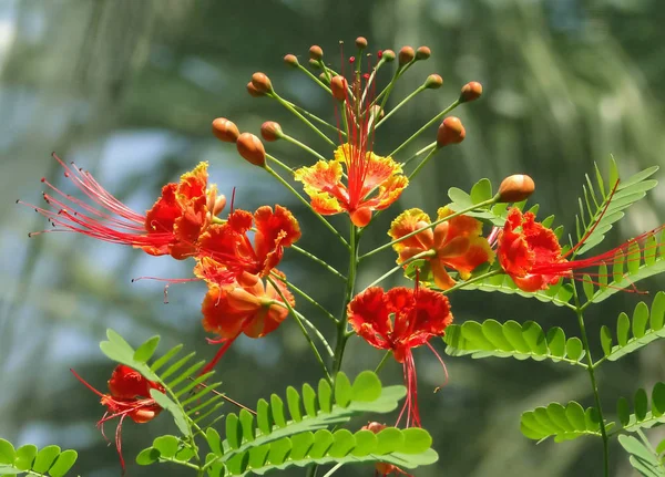 Цезальпиния Известная Цветок Павлина Барбадосский Цветочный Забор Цветочный Забор Джамбол — стоковое фото