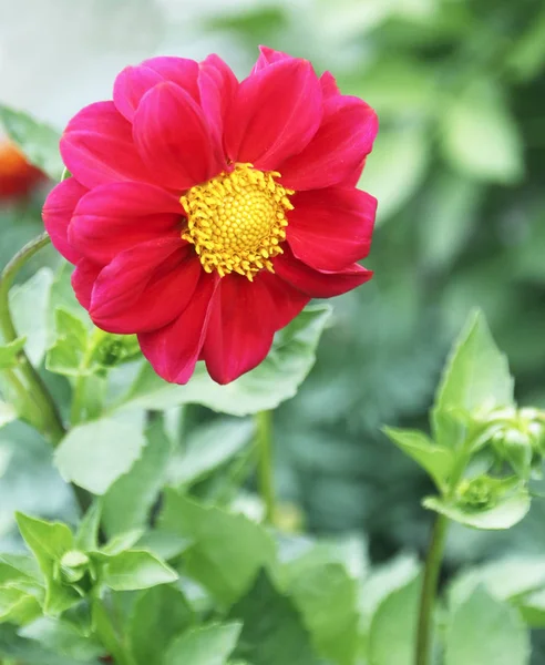 Red Dahlia Flower Bloom Close View — Stock Photo, Image