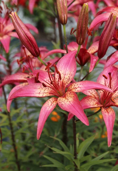 Lily çiçekler flowerbed yakından görmek