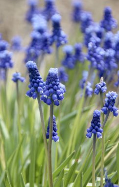 Muscari çiçek çiçeklenme  