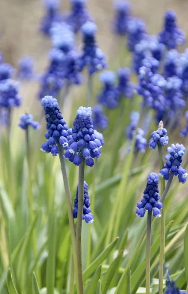 Muscari Çiçek Çiçeklenme — Stok fotoğraf