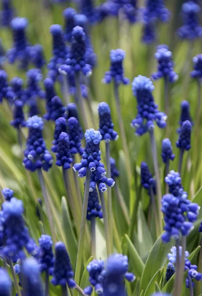 Muscari Çiçek Çiçeklenme — Stok fotoğraf