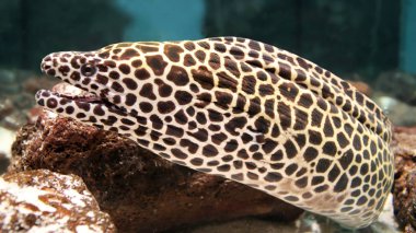 Moray ell izole yakın - yukarı görünüm