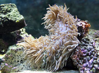 Deniz anemon veya aktin izole yakın görünüm 