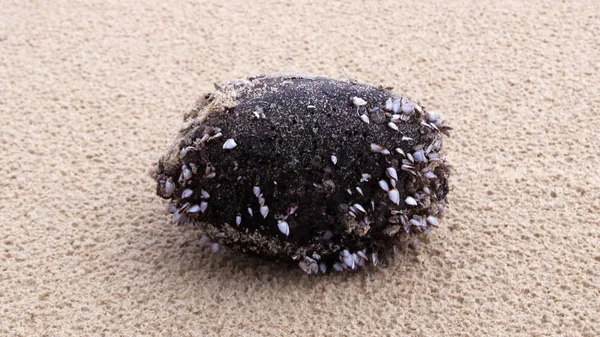 Noix Coco Recouverte Mollusques Sur Sable — Photo