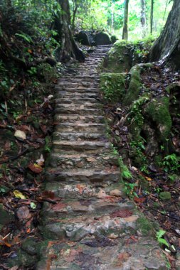 Ormanda yürüyen merdivenler, Sa Nang Manora Forest Park, Phang Nga Province, Tayland