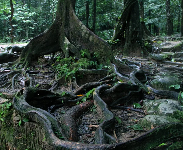 Dicke Baumwurzeln Die Sich Über Den Boden Einem Tropischen Wald — Stockfoto