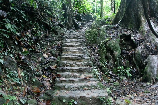 Treppen Hinauf Wald Nang Manora Forest Park Phang Nga Provinz — Stockfoto