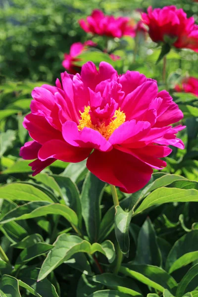 Pivoines Rouges Vue Rapprochée — Photo