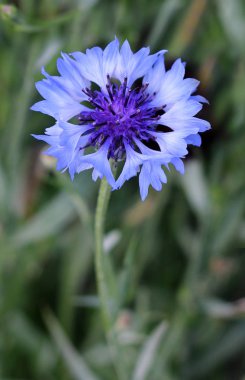 Cornflower yakın çiçeklenme - yukarı görünüm