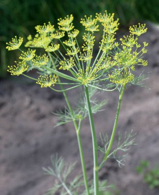 Dereotu şemsiyeleri görünümü kapatın