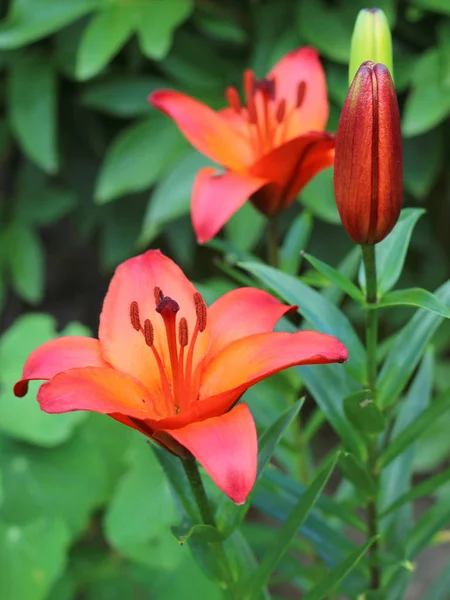 Lilies Lilium Speciosum Bloom — стоковое фото