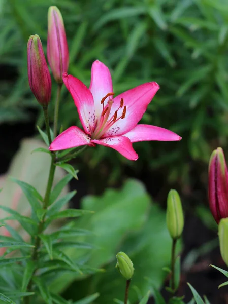 Liliomok Lila Speciosum Virágzó — Stock Fotó