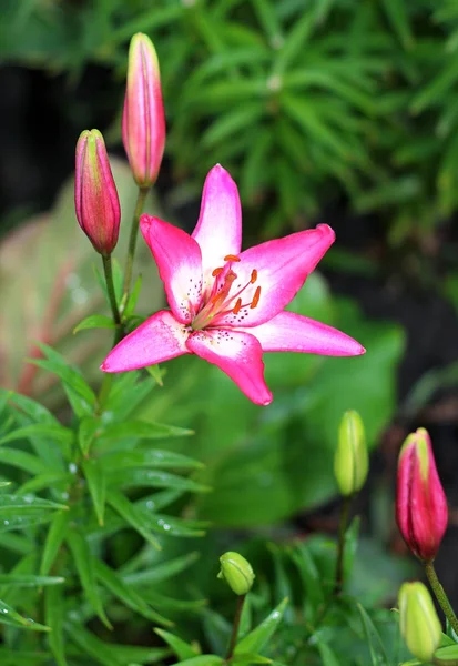 Liliomok Lila Speciosum Virágzó — Stock Fotó