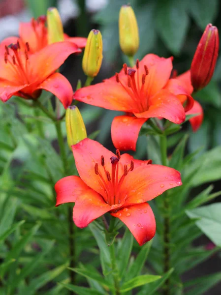 Lilies Lilium Speciosum Bloom — стоковое фото