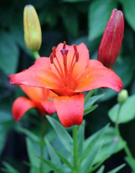 Lilien Lilium Speciosum Blühen — Stockfoto