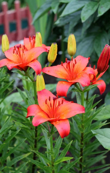 Lirios Lilium Speciosum Flor —  Fotos de Stock