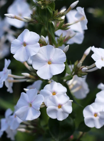 Phlox Blommor Blommar Vita Phloxes — Stockfoto