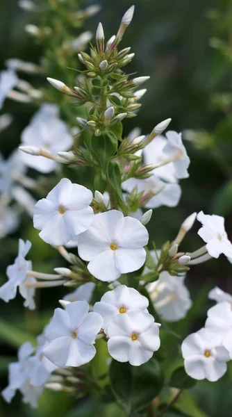 Phlox Blommor Blommar Vita Phloxes — Stockfoto