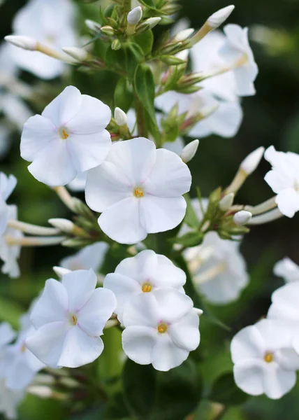 Phlox çiçekleri çiçek açmış. Beyaz phloxes