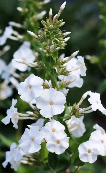 Phlox Blommor Blommar Vita Phloxes — Stockfoto