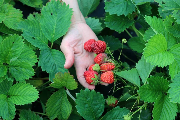 手上成熟的草莓 花园里的草莓床 近距离的景色 — 图库照片