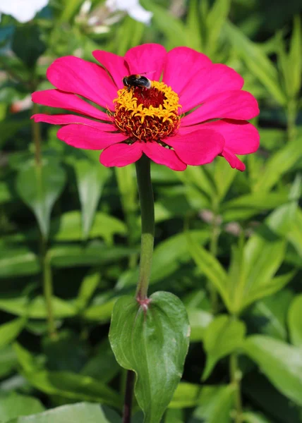 Zinnia Elegans Blomma Närbild Visa — Stockfoto