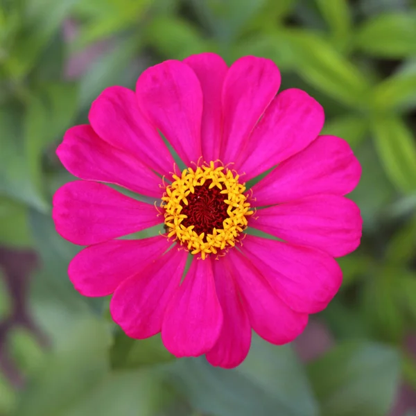 Zinnia Elegans Flor Vista Perto — Fotografia de Stock