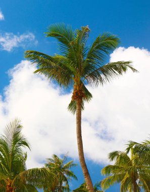 Mavi gökyüzü ve beyaz bulutların arka planına karşı Hindistan cevizi palmiye