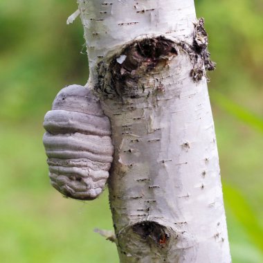 Bir huş ağacı üzerinde Braket mantar, tinder mantar, cesaret, touchwood, conk, polypore, laetiporus 