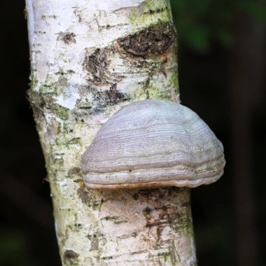 Bir huş ağacı üzerinde Braket mantar, tinder mantar, cesaret, touchwood, conk, polypore, laetiporus 