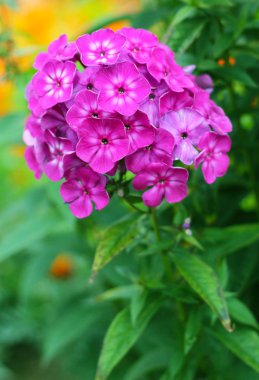 Phlox çiçekleri çiçek açmış. Pembe phloxes