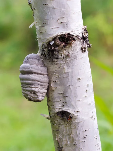 Fungo Suporte Uma Bétula Fungo Tinder Spunk Touchwood Conk Polypore — Fotografia de Stock