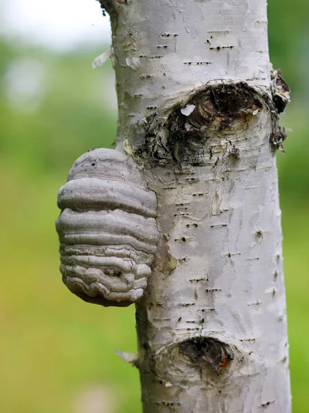 Fungo Suporte Uma Bétula Fungo Tinder Spunk Touchwood Conk Polypore — Fotografia de Stock