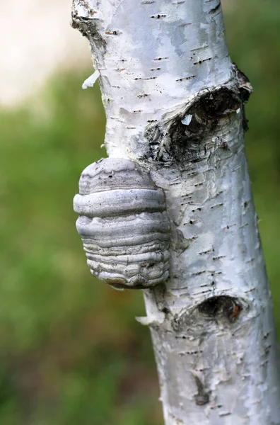 Fungo Suporte Uma Bétula Fungo Tinder Spunk Touchwood Conk Polypore — Fotografia de Stock